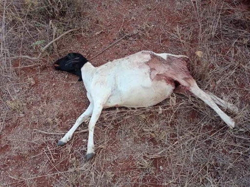 One 50 animals killed by leopards in Olebelbel area of Kajiado on Saturday.