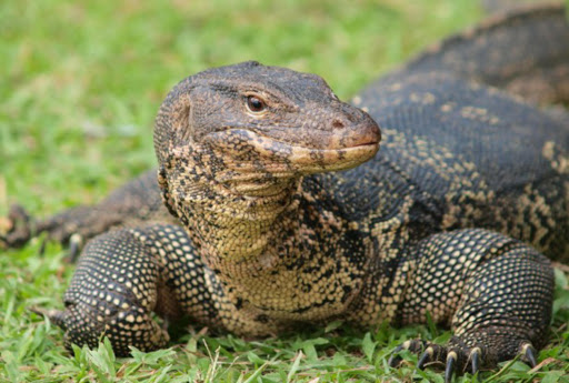 Water Monitor