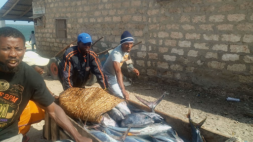 Lamu fishermen transport fish on a cart.