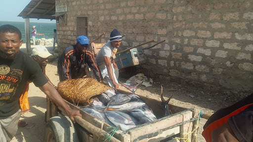 Lamu fishermen transport fish on a cart.