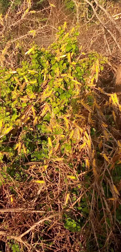 Locust invasion in Lamu.