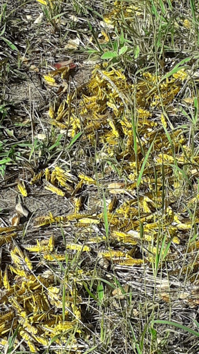 Locusts in a farm in Lamu