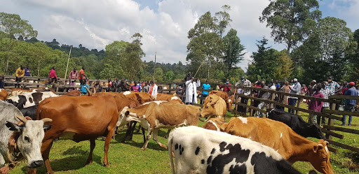 Animals at Mnagei cattle dip.