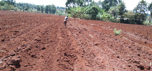 A farmer planting his farm at Sisal area in transnzoia county