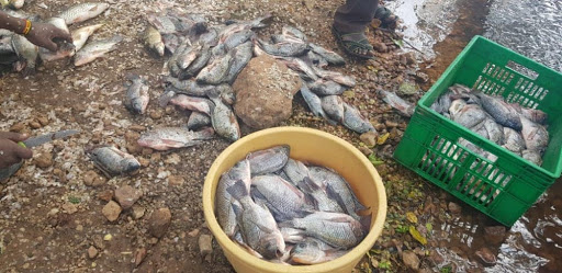 Some of the fished fish at Turkwel dam