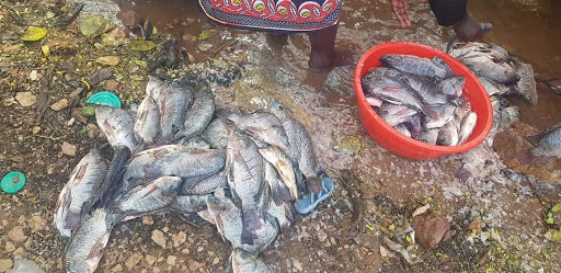 Some of the fish on the shores of Turkwel dam