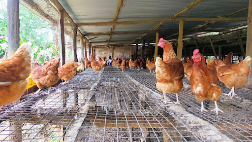 Trans queens and kings poultry chicken in one of the stores in saboti