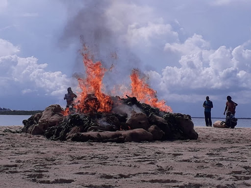 The Miraa consignment being burnt at Ras Kitau Beach by the Kenya Coast Guard officials on Tuesday.