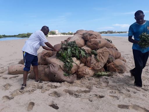 The miraa sacks are stacked up ready for burning at the Ras Kitau beach on Tuesday.