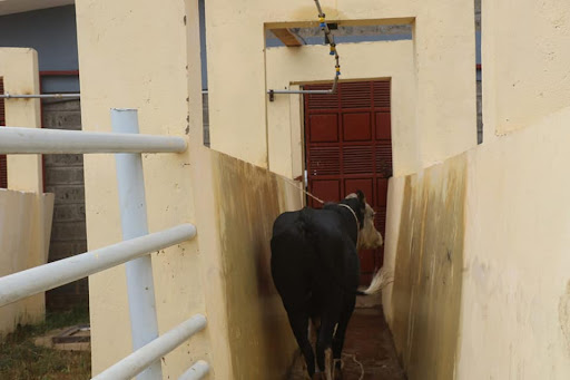 Animal waiting to be slaughtered at Nasukuta abattoir.