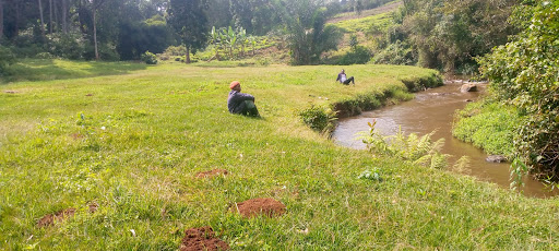 The mineral springs are by the Gogo River in Mukuuri location. Thy serve people, birds, domestic and wild animals.