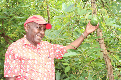 Robert Mburu displays an avocado fruit in his eight acres farm in Gatanga, Murang'a.