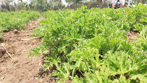  A genarium herb on the farm.