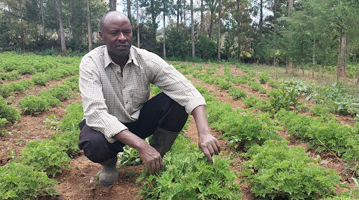 Charles Kanyoni on his herb farm at Kiamathaga in Naromoru, Kieni East subcounty, Nyeri county.