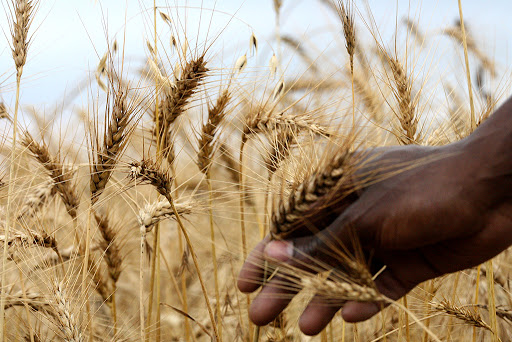 Wheat farming in Timau, Kenya 