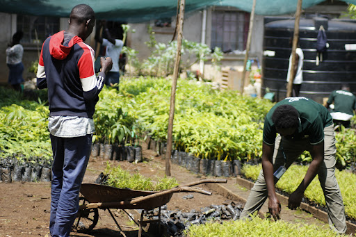 One of the Tupande by One Care Fund nurseries in Siaya where farmers received free trees seedlings to mark the national tree planting day