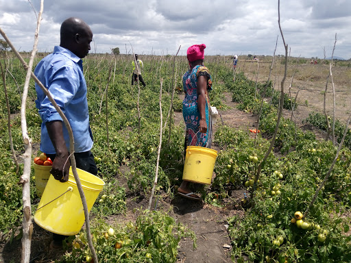 Nyalani farmers looking for ripe tomatoes and getting rid of weeds at Nyalani farm when the PS for agriculture Hamadi Boga and Tourism Safina Kwekwe visited the five year old food security project in Kinango, Kwale county on Monday, August 25, 2020.