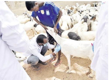 Experts call for vaccination of animals to reduce anthrax cases