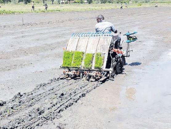 How new farming technology is transforming rice production