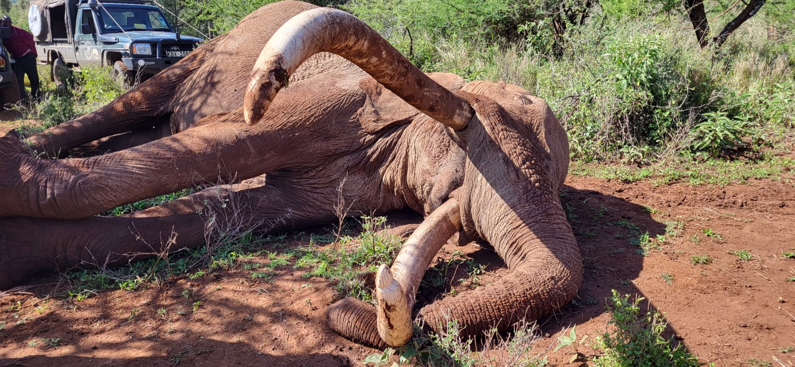 KWS Tribute: Why the Death of Craig the Super Tusker is a Major Blow to Kenya Wildlife